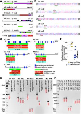 Combining Old and New Tricks: The Study of Genes, Neurons, and Behavior in Crayfish